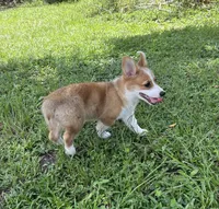 Lillie ( Pending), a female Pembroke Welsh Corgi for sale in Madison, FL – Photo 2 of 10