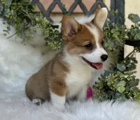 Lillie ( Pending), a female Pembroke Welsh Corgi for sale in Madison, FL – Photo 3 of 10