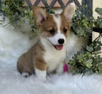 Lillie ( Pending), a female Pembroke Welsh Corgi for sale in Madison, FL – Photo 1 of 10
