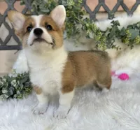 Lillie ( Pending), a female Pembroke Welsh Corgi for sale in Madison, FL – Photo 7 of 10