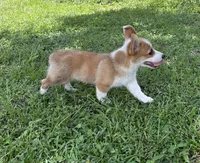 Lillie ( Pending), a female Pembroke Welsh Corgi for sale in Madison, FL – Photo 10 of 10
