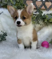 Lillie ( Pending), a female Pembroke Welsh Corgi for sale in Madison, FL – Photo 4 of 10