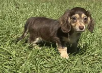 Mable •Chocolate & Cream•, a female Miniature Dachshund for sale in Madison, FL – 5 of 8