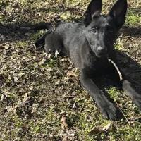 Kova 🩷 AKC, a female German Shepherd Dog for sale in Madison, FL – Photo 9 of 9