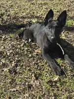 Kova 🩷, a female German Shepherd Dog for sale in Madison, FL – Photo 9 of 9