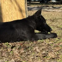 Kova 🩷 AKC, a female German Shepherd Dog for sale in Madison, FL – Photo 5 of 9