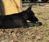 Kova 🩷, a female German Shepherd Dog for sale in Madison, FL – Photo 5 of 9