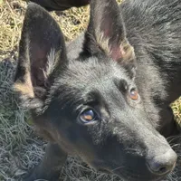 Kova 🩷 AKC, a female German Shepherd Dog for sale in Madison, FL – Photo 6 of 9