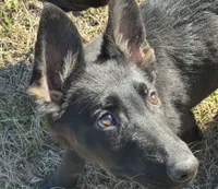 Kova 🩷, a female German Shepherd Dog for sale in Madison, FL – Photo 6 of 9