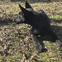 Kova 🩷 AKC, a female German Shepherd Dog for sale in Madison, FL – Photo 8 of 9