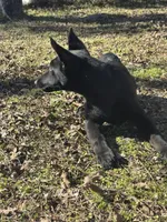 Kova 🩷, a female German Shepherd Dog for sale in Madison, FL – Photo 8 of 9