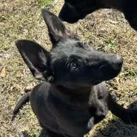 Kova 🩷 AKC, a female German Shepherd Dog for sale in Madison, FL – Photo 7 of 9