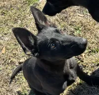 Kova 🩷, a female German Shepherd Dog for sale in Madison, FL – Photo 7 of 9
