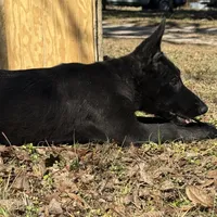 Kova 🩷 AKC, a female German Shepherd Dog for sale in Madison, FL – Photo 4 of 9