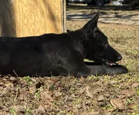 Kova 🩷, a female German Shepherd Dog for sale in Madison, FL – Photo 4 of 9