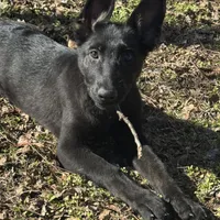 Kova 🩷 AKC, a female German Shepherd Dog for sale in Madison, FL – Photo 1 of 9
