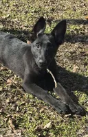 Kova 🩷, a female German Shepherd Dog for sale in Madison, FL – Photo 1 of 9