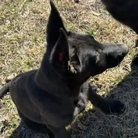 Kova 🩷 AKC, a female German Shepherd Dog for sale in Madison, FL – Photo 3 of 9