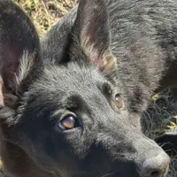 Kova 🩷 AKC, a female German Shepherd Dog for sale in Madison, FL – Photo 2 of 9