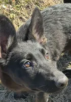 Kova 🩷, a female German Shepherd Dog for sale in Madison, FL – Photo 2 of 9