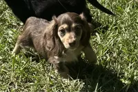 Mable •Chocolate & Cream•, a female Miniature Dachshund for sale in Madison, FL – 2 of 8