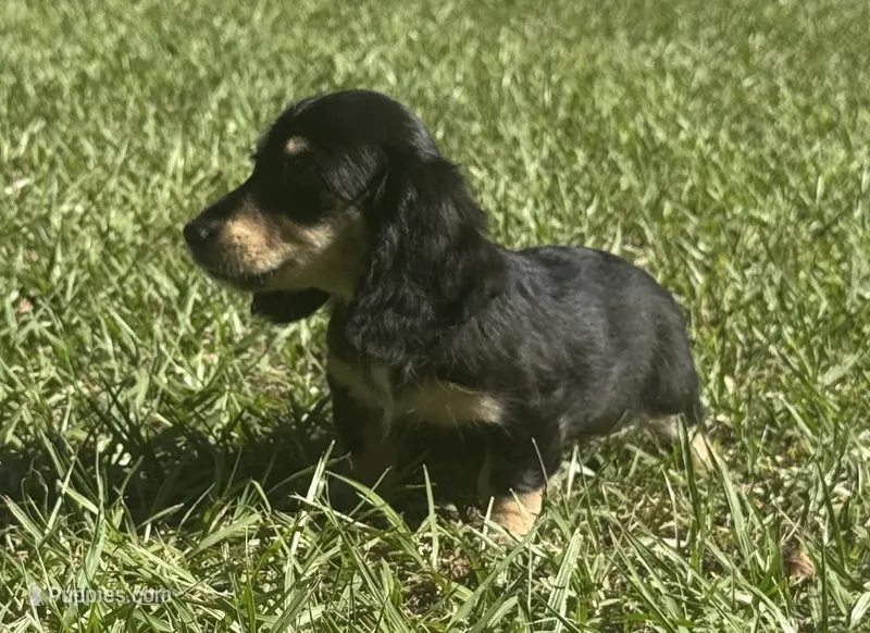 Lilly •Black & Cream• – Miniature Dachshund puppy for sale in Madison, FL