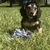 Molly •Black & Cream•, a female Miniature Dachshund for sale in Madison, FL – 2 of 8