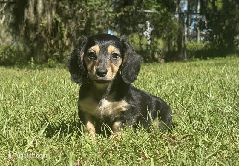 Molly •Black & Cream• – Miniature Dachshund puppy for sale in Madison, FL