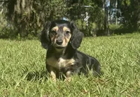 Molly •Black & Cream•, a female Miniature Dachshund for sale in Madison, FL – 4 of 8