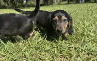 Winston , a male Miniature Dachshund for sale in Madison, FL – 8 of 10