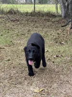 Tank - AKC (Pending), a male German Shepherd Dog for sale in Madison, FL – Photo 9 of 9