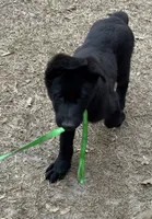 Tank - AKC (Pending), a male German Shepherd Dog for sale in Madison, FL – Photo 5 of 9