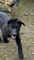 Tank - AKC (Pending), a male German Shepherd Dog for sale in Madison, FL – Photo 2 of 9