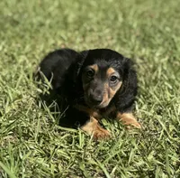 Winston , a male Miniature Dachshund for sale in Madison, FL – 4 of 10