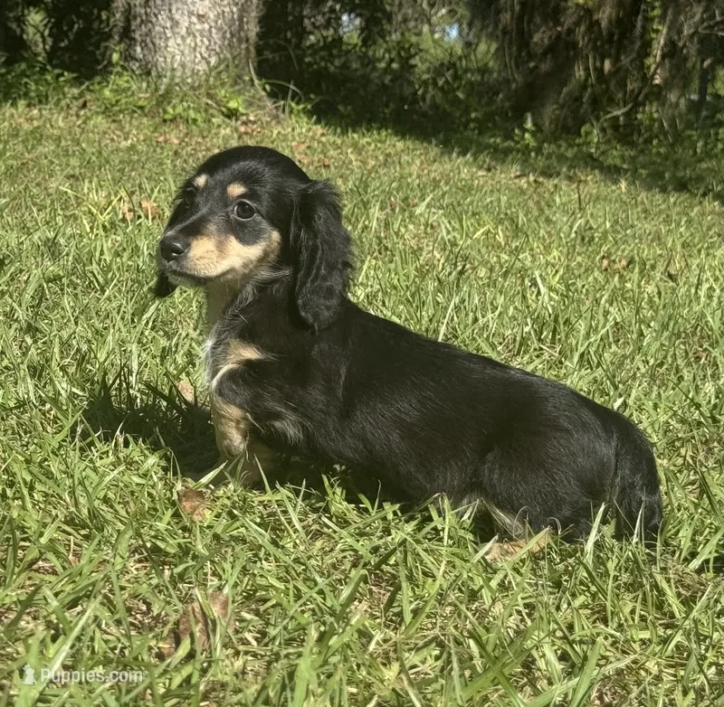 Lilly •Black & Cream• – Miniature Dachshund puppy for sale in Madison, FL