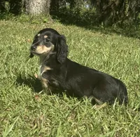 Lilly •Black & Cream•, a female Miniature Dachshund for sale in Madison, FL – 2 of 7