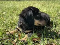 Conway , a male Miniature Dachshund for sale in Madison, FL – Photo 7 of 8