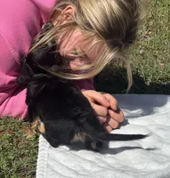 Conway , a male Miniature Dachshund for sale in Madison, FL – Photo 5 of 8