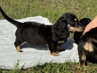 Conway , a male Miniature Dachshund for sale in Madison, FL – Photo 6 of 8