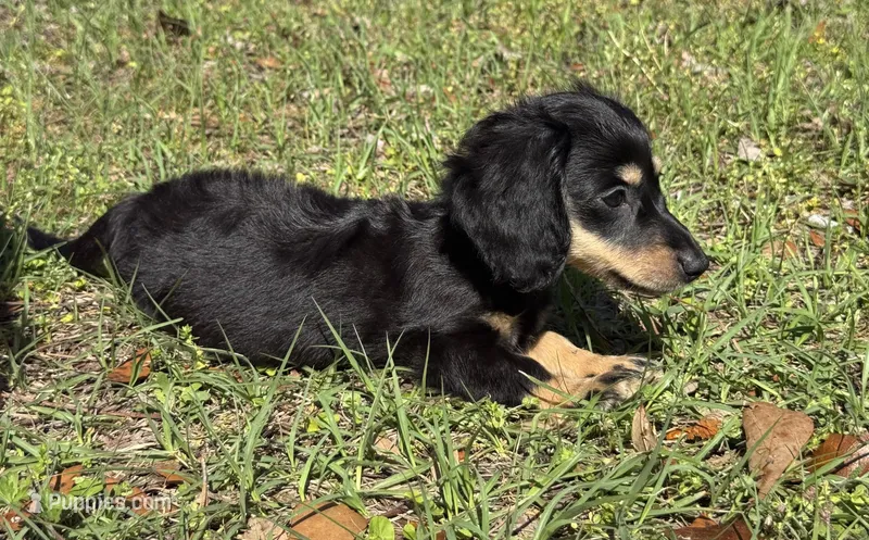 Conway  – Miniature Dachshund puppy for sale in Madison, FL