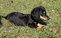 Conway , a male Miniature Dachshund for sale in Madison, FL – Photo 1 of 8