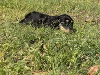 Conway , a male Miniature Dachshund for sale in Madison, FL – Photo 8 of 8