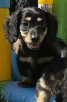 Conway , a male Miniature Dachshund for sale in Madison, FL – Photo 3 of 8