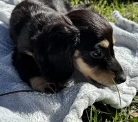 Conway , a male Miniature Dachshund for sale in Madison, FL – Photo 2 of 8