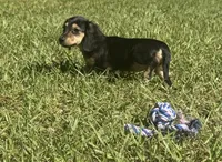 Molly •Black & Cream•, a female Miniature Dachshund for sale in Madison, FL – 8 of 8