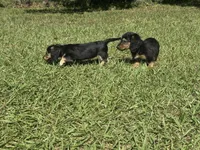 Winston , a male Miniature Dachshund for sale in Madison, FL – 10 of 10