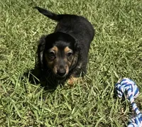 Winston , a male Miniature Dachshund for sale in Madison, FL – 3 of 10