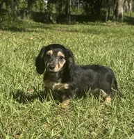 Molly •Black & Cream•, a female Miniature Dachshund for sale in Madison, FL – 7 of 8