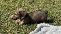 Hank, a male Miniature Dachshund for sale in Madison, FL – Photo 5 of 9