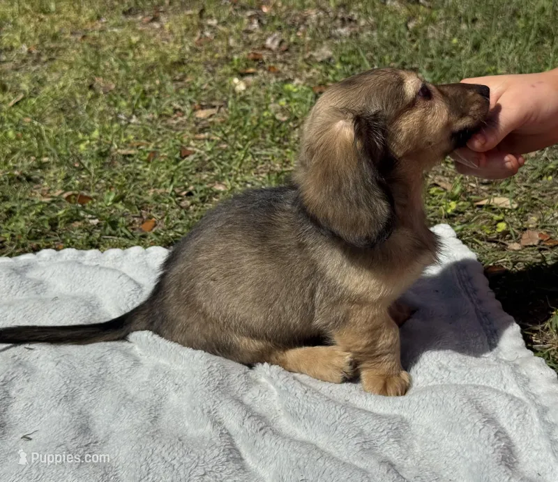 Hank 💙 Shaded Cream – Miniature Dachshund puppy for sale in Madison, FL
